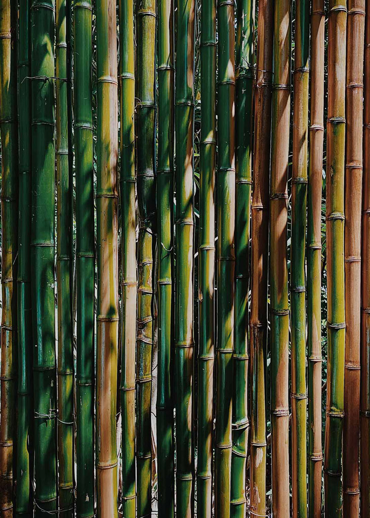 bamboo