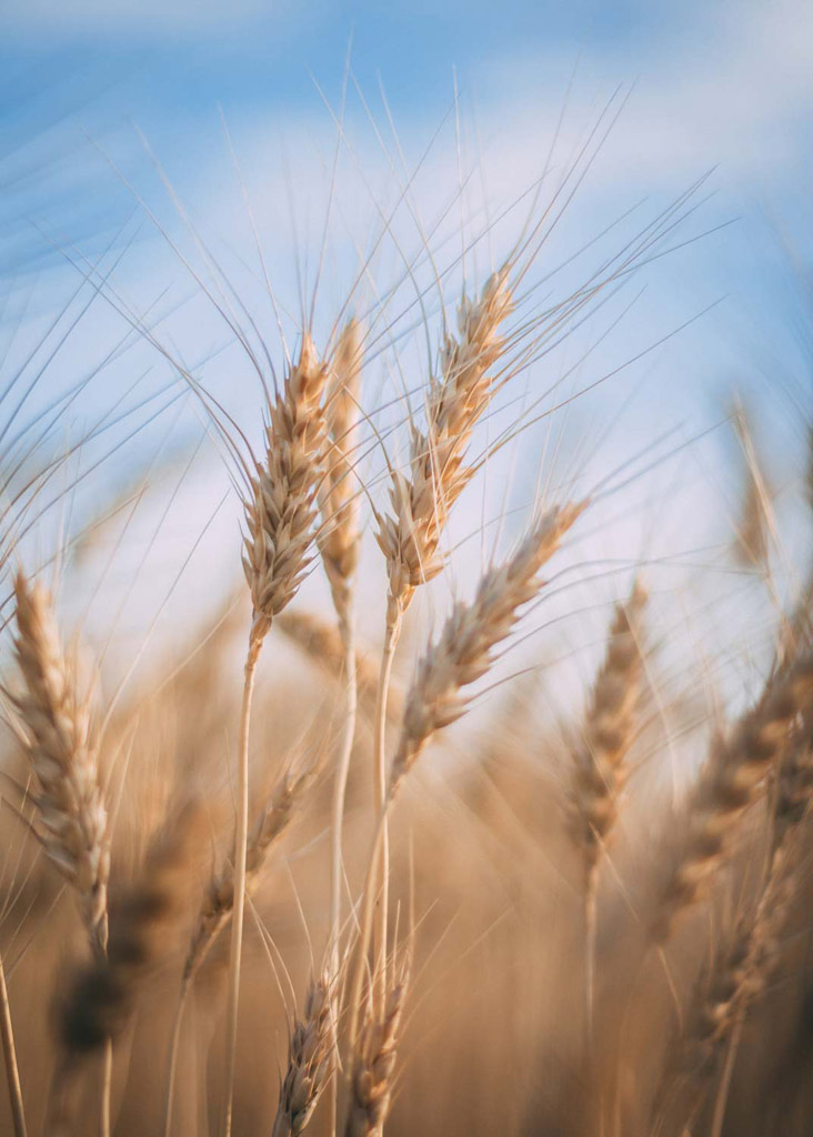 grano